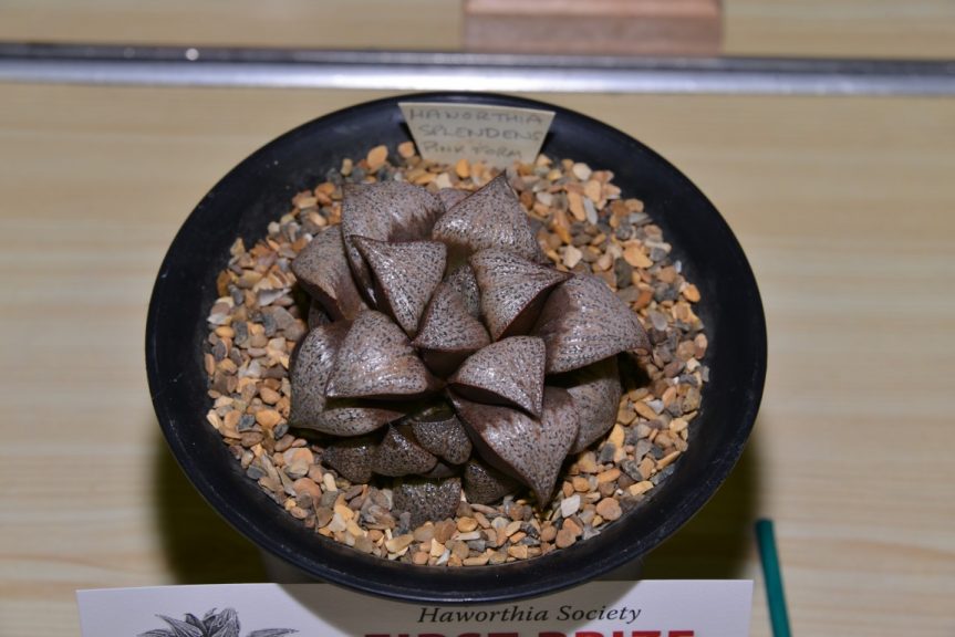 Class 74 - Haworthia splendens