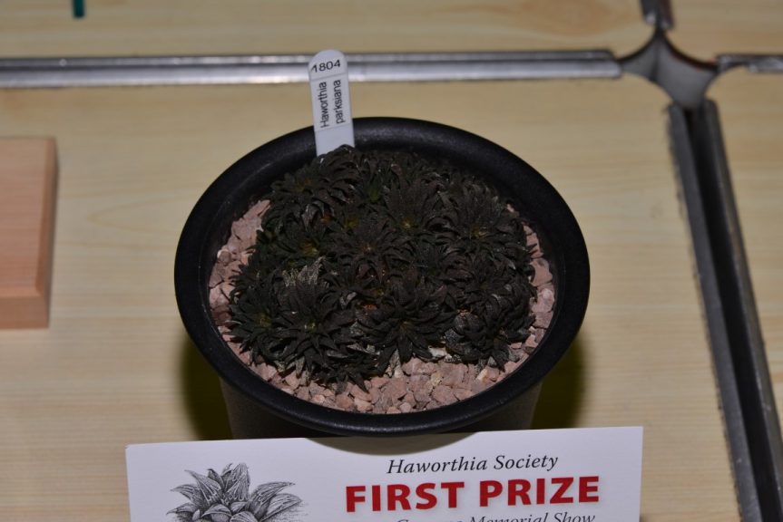 Class 75 - Haworthia parksiana