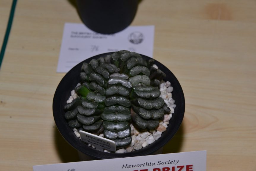 Class 78 - Haworthia truncata var. truncata Class 78 - Haworthia truncata var. truncata