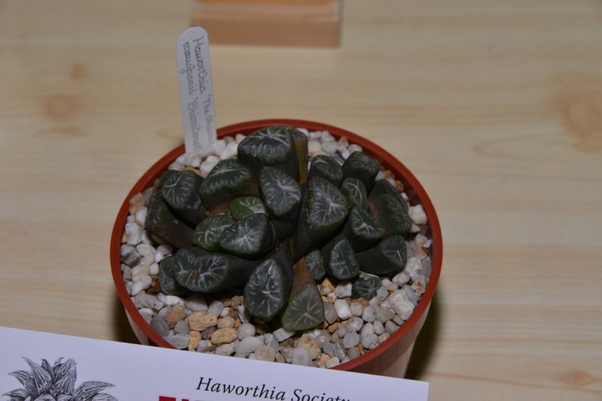 Class 79 - Haworthia truncata var. maughanii