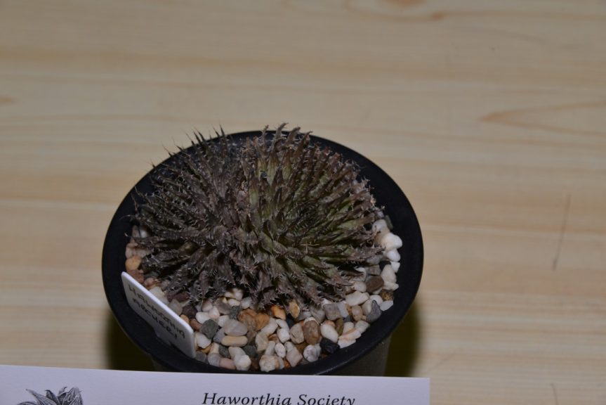 Class 80 - Haworthia marumiana var. archeri