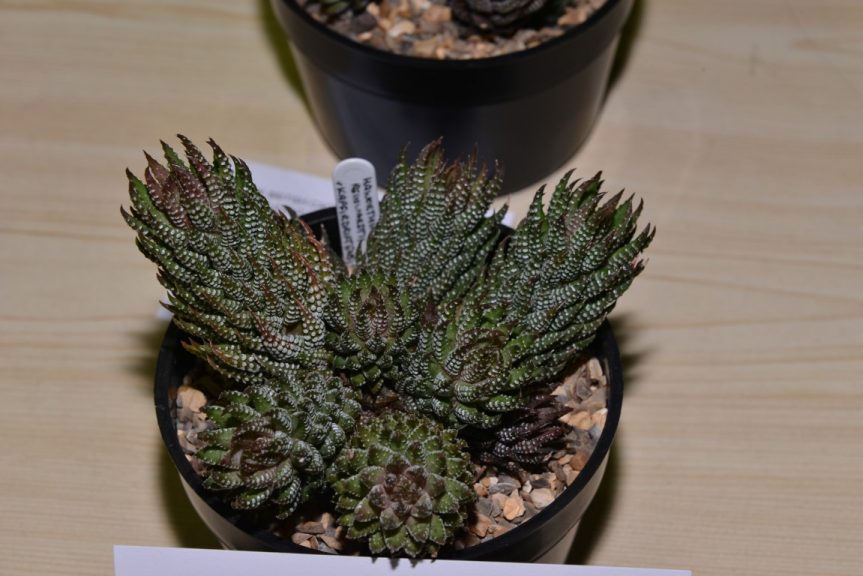 Class 81 - Haworthia reinwardtii f. kaffirdriftensis