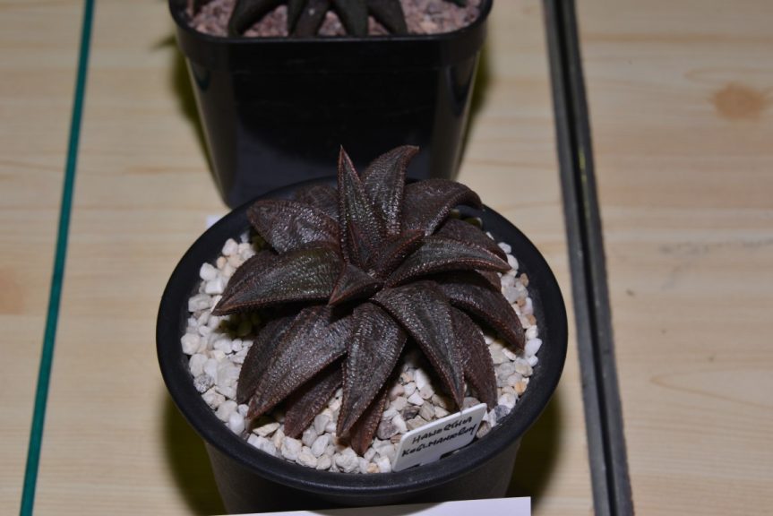 Class 82 - Haworthia koelmaniorum var. koelmaniorum