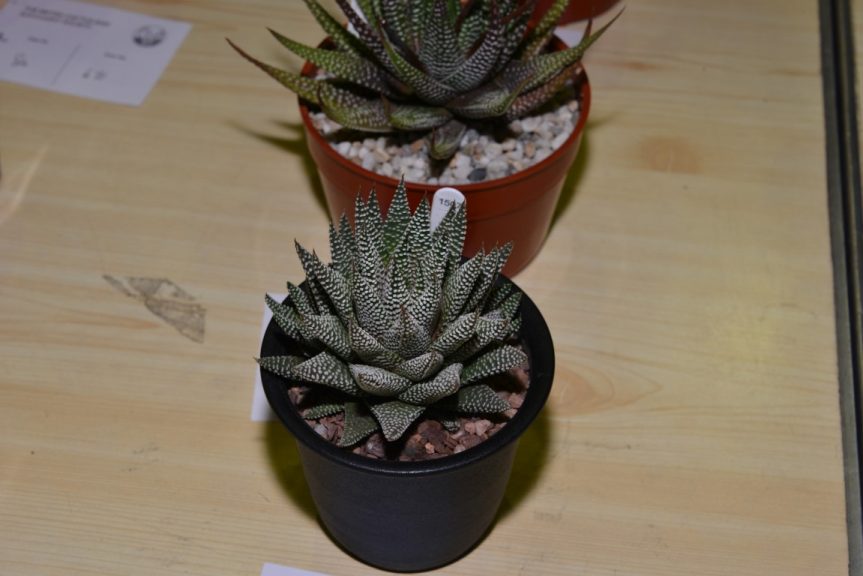 Class 84 - Haworthia minima