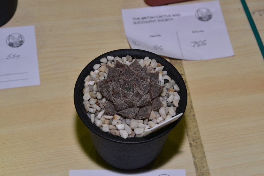 Class 85 - Haworthia cooperi var. venusta