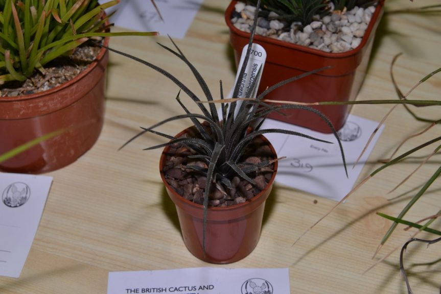 Class 86 - Haworthia wittebergensis