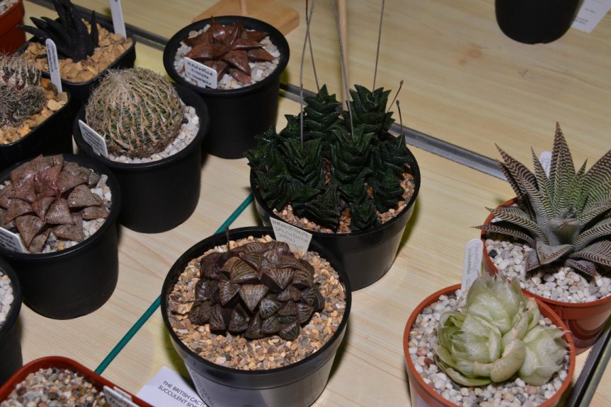 Class 88 - Haworthia splendens & Haworthia nigra