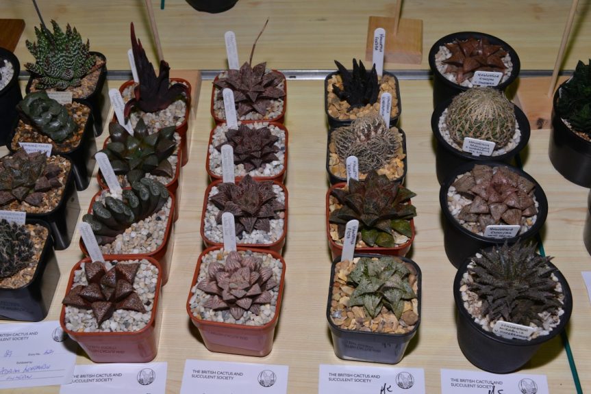 Class 89 - Haworthia emelyae hybrids (three from left) - Alan Rollason AoM