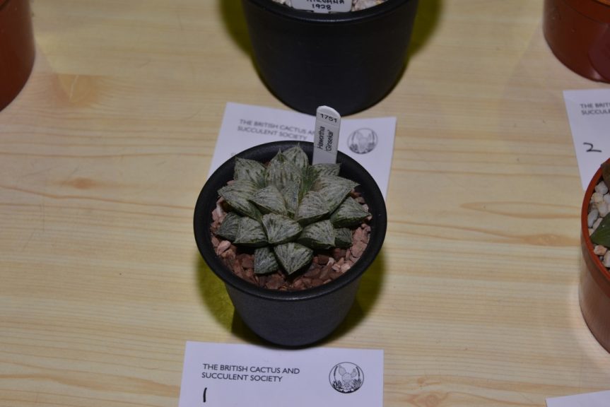 Class 91 - Haworthia “Ginsekai”