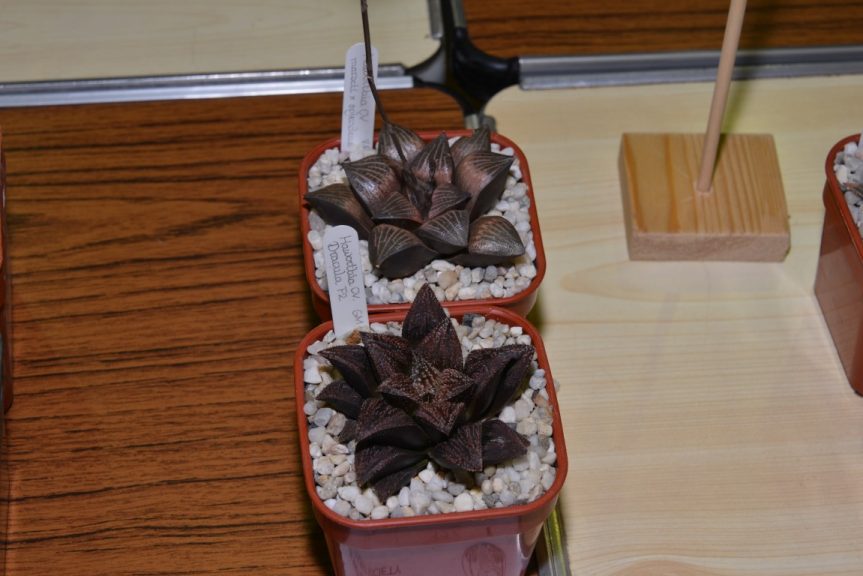 Class 92 - Haworthia “Dracula” and Haworthia marxii x splendens