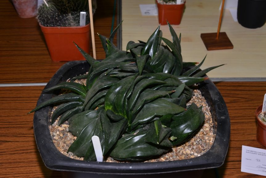 Class 94 - Gasteria armstrongii - John Watmough AoM