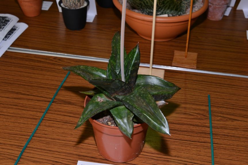 Class 95 - Gasteria nitida