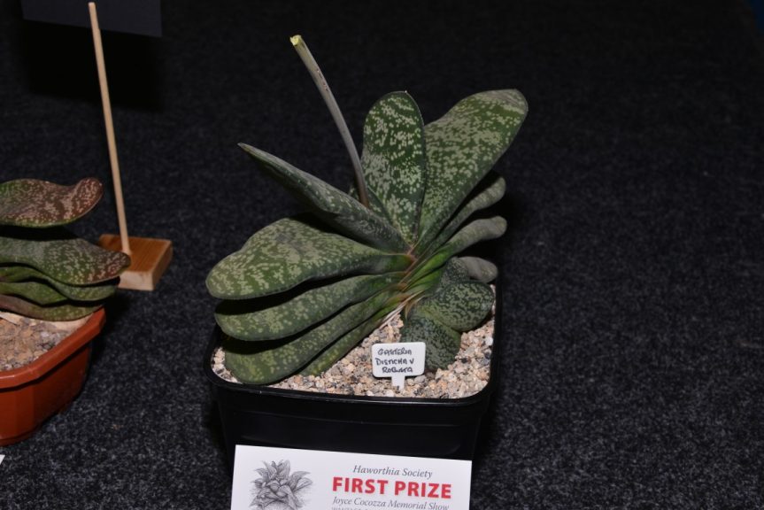 Class 96 - Gasteria disticha