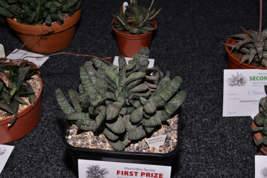 Class 97 - Gasteria baylissiana