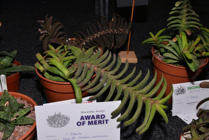 Class 98 - Gasteria rawlinsonii – T. Roberts AoM