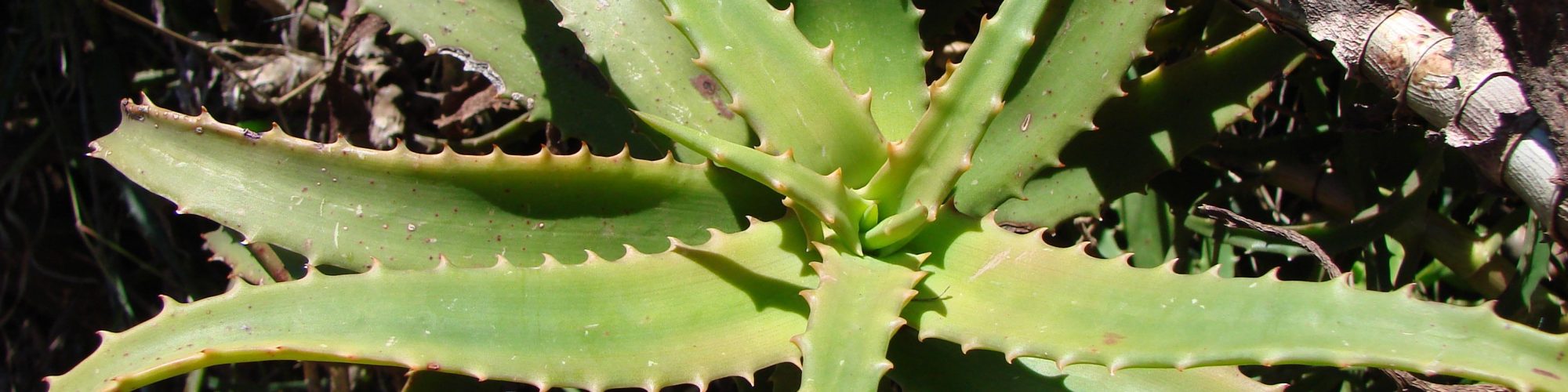 Aloe kedongensis