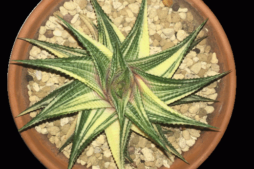 Limifolia variegate