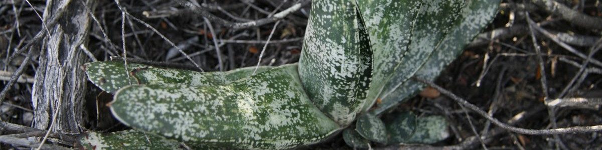 Gasteria brachyphylla