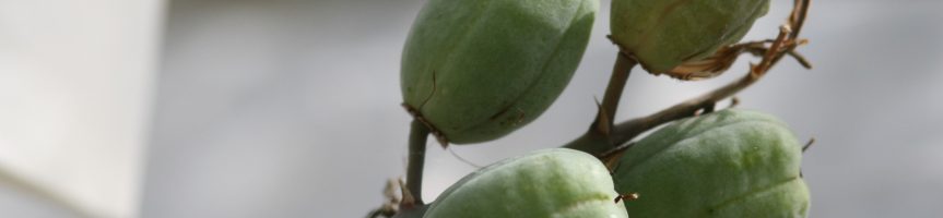 H. pumila seed pods