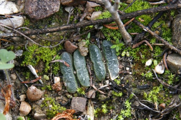 Haworthia truncata at Schoemanshoek