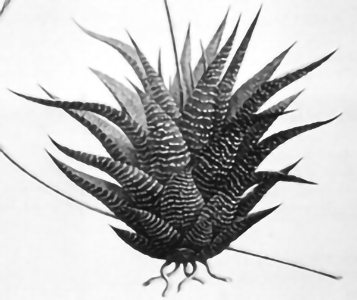 Alsterworthia